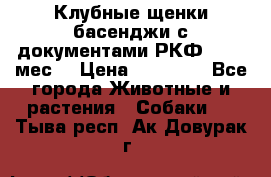 Клубные щенки басенджи с документами РКФ - 2,5 мес. › Цена ­ 20 000 - Все города Животные и растения » Собаки   . Тыва респ.,Ак-Довурак г.